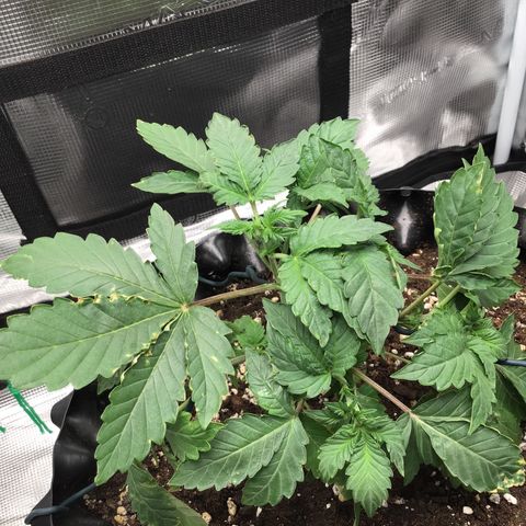 Purple Chill Auto 2023 growlog timeline photo