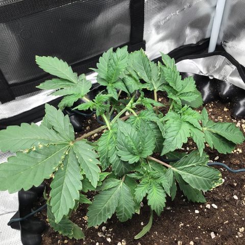 Purple Chill Auto 2023 growlog timeline photo