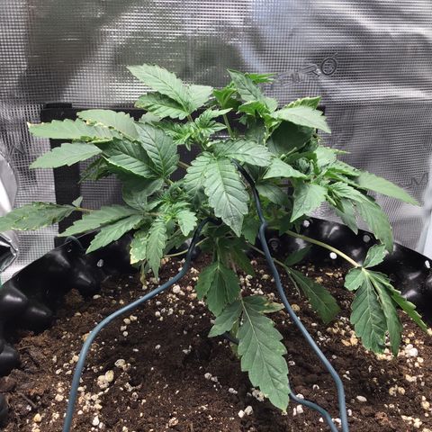 Purple Chill Auto 2023 growlog timeline photo