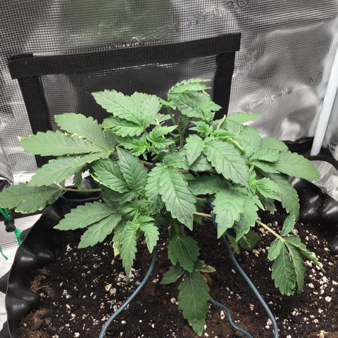 Purple Chill Auto 2023 growlog timeline photo