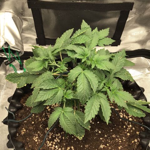 Purple Chill Auto 2023 growlog timeline photo