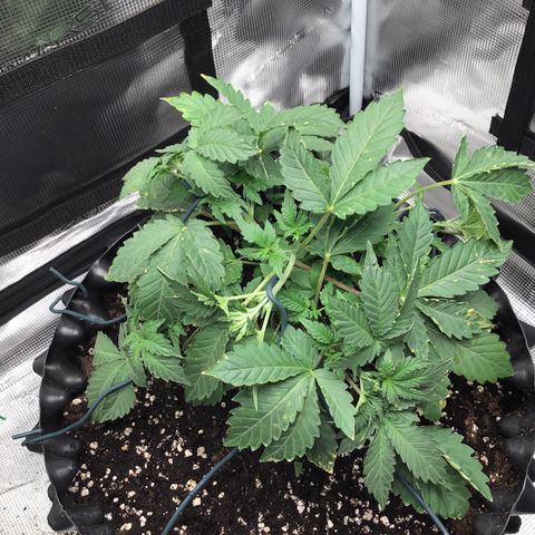 Purple Chill Auto 2023 growlog timeline photo