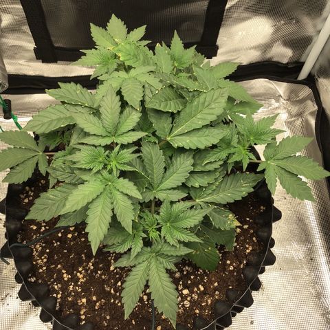 Purple Chill Auto 2023 growlog timeline photo