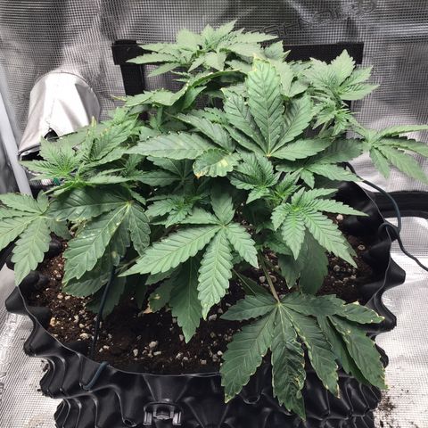 Purple Chill Auto 2023 growlog timeline photo