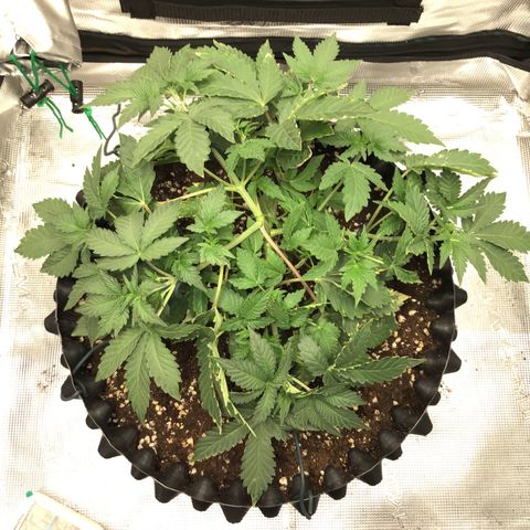 Purple Chill Auto 2023 growlog timeline photo