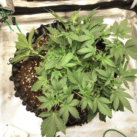Purple Chill Auto 2023 growlog timeline photo