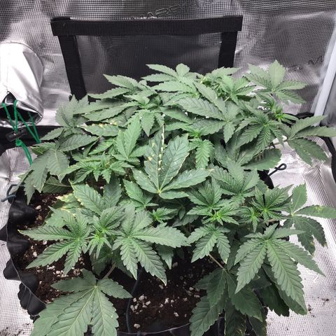 Purple Chill Auto 2023 growlog timeline photo