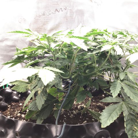 Purple Chill Auto 2023 growlog timeline photo