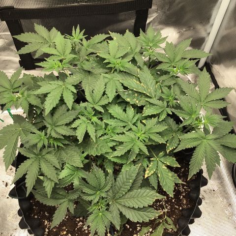 Purple Chill Auto 2023 growlog timeline photo