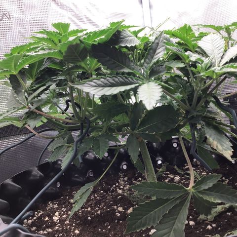 Purple Chill Auto 2023 growlog timeline photo