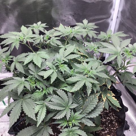 Purple Chill Auto 2023 growlog timeline photo