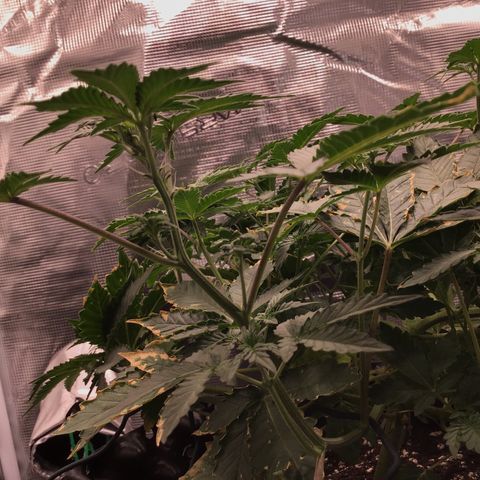 Purple Chill Auto 2023 growlog timeline photo