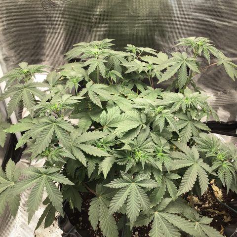 Purple Chill Auto 2023 growlog timeline photo