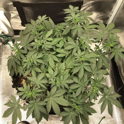 Purple Chill Auto 2023 growlog timeline photo