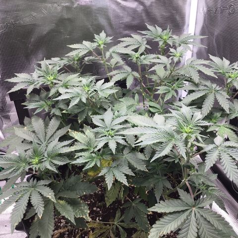 Purple Chill Auto 2023 growlog timeline photo