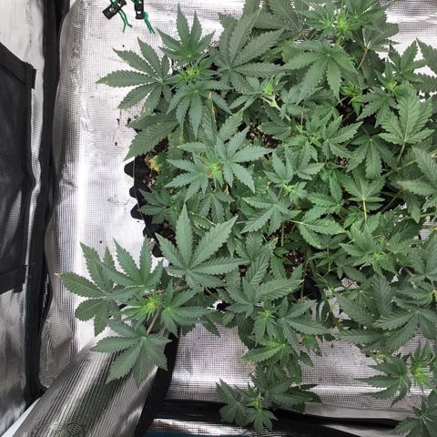 Purple Chill Auto 2023 growlog timeline photo