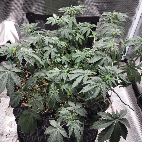 Purple Chill Auto 2023 growlog timeline photo