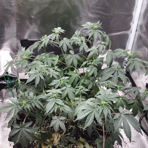 Purple Chill Auto 2023 growlog timeline photo