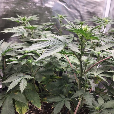 Purple Chill Auto 2023 growlog timeline photo