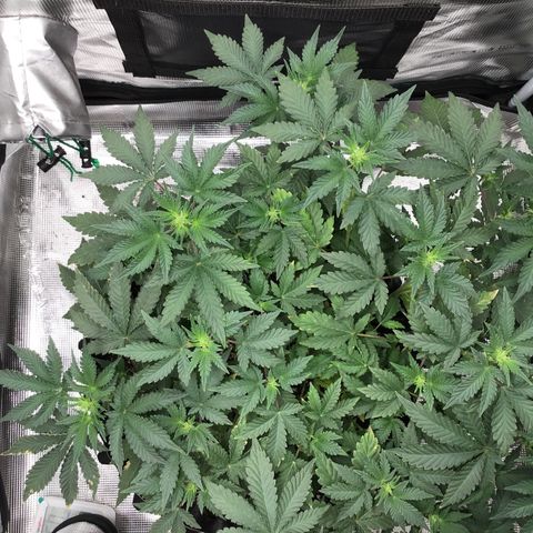 Purple Chill Auto 2023 growlog timeline photo