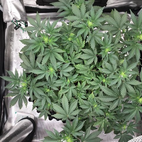 Purple Chill Auto 2023 growlog timeline photo