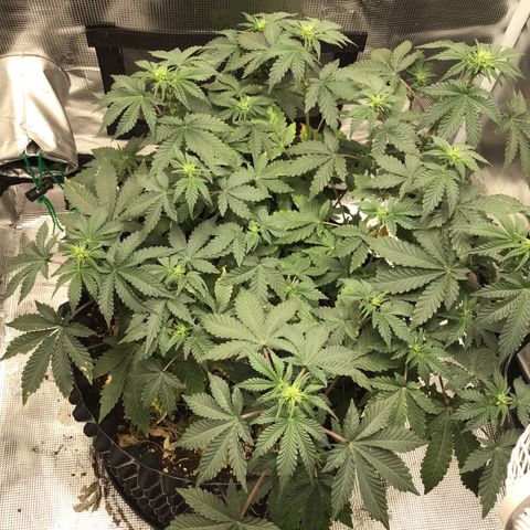 Purple Chill Auto 2023 growlog timeline photo