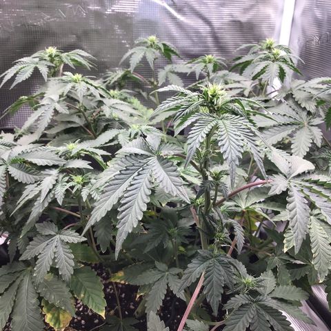 Purple Chill Auto 2023 growlog timeline photo