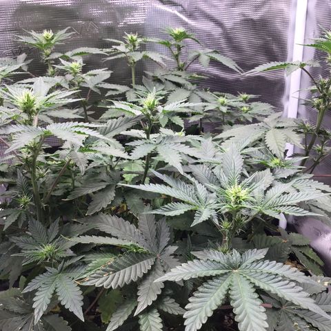 Purple Chill Auto 2023 growlog timeline photo
