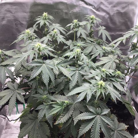Purple Chill Auto 2023 growlog timeline photo