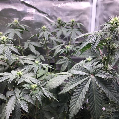 Purple Chill Auto 2023 growlog timeline photo