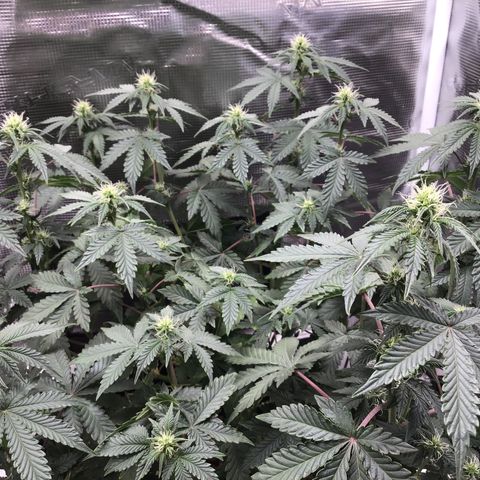 Purple Chill Auto 2023 growlog timeline photo