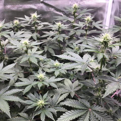 Purple Chill Auto 2023 growlog timeline photo