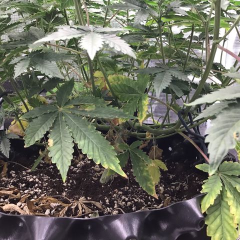 Purple Chill Auto 2023 growlog timeline photo