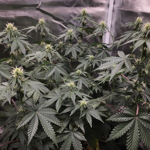 Purple Chill Auto 2023 growlog timeline photo