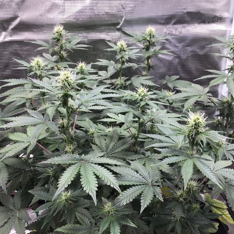 Purple Chill Auto 2023 growlog timeline photo