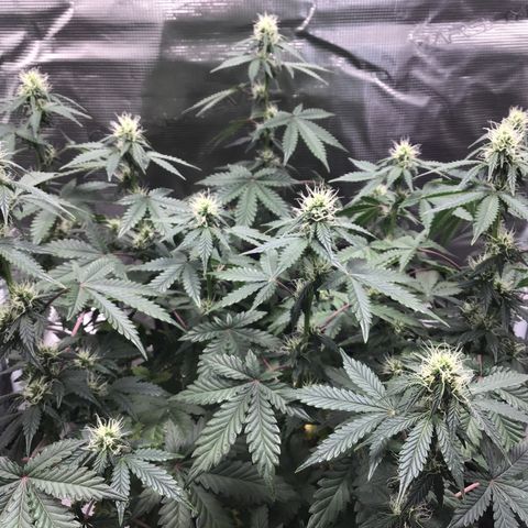 Purple Chill Auto 2023 growlog timeline photo