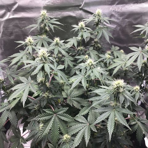 Purple Chill Auto 2023 growlog timeline photo