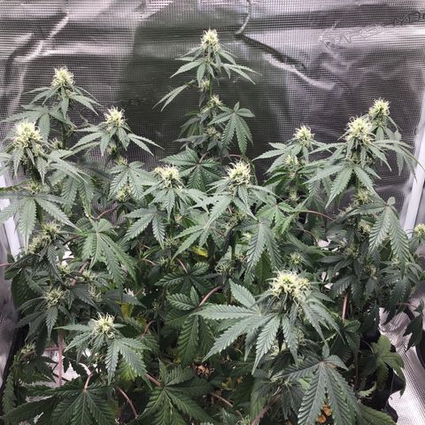 Purple Chill Auto 2023 growlog timeline photo