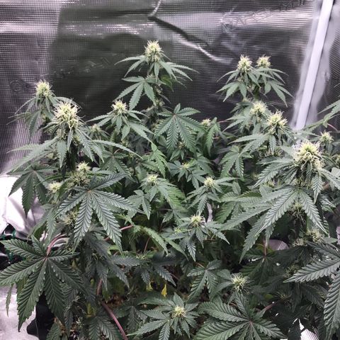 Purple Chill Auto 2023 growlog timeline photo