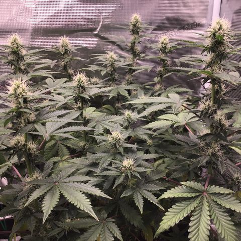 Purple Chill Auto 2023 growlog timeline photo