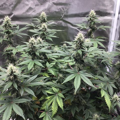 Purple Chill Auto 2023 growlog timeline photo