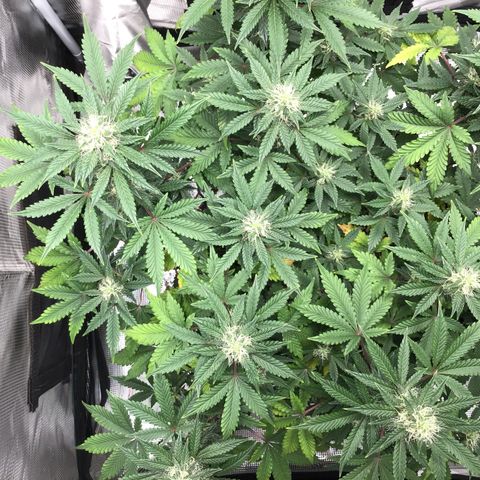 Purple Chill Auto 2023 growlog timeline photo