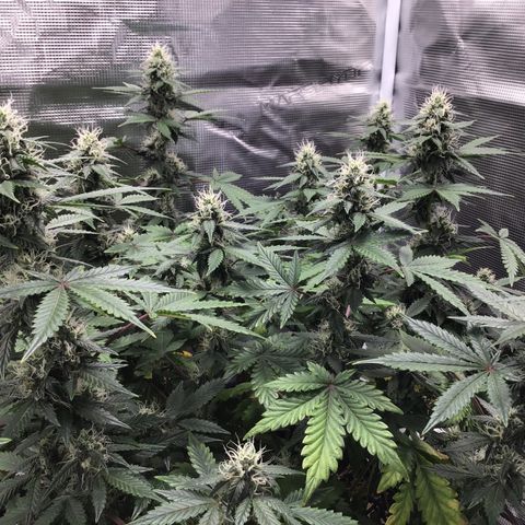 Purple Chill Auto 2023 growlog timeline photo