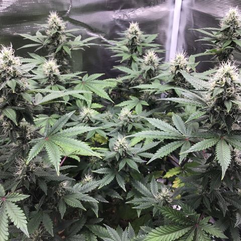 Purple Chill Auto 2023 growlog timeline photo
