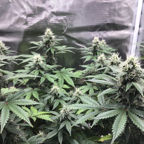 Purple Chill Auto 2023 growlog timeline photo