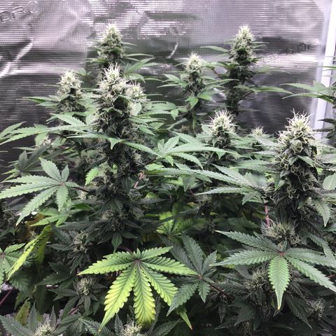 Purple Chill Auto 2023 growlog timeline photo