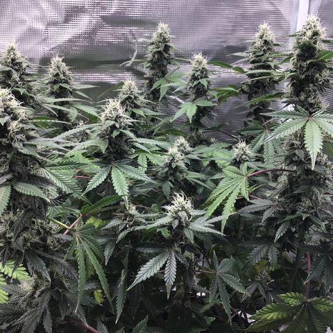 Purple Chill Auto 2023 growlog timeline photo