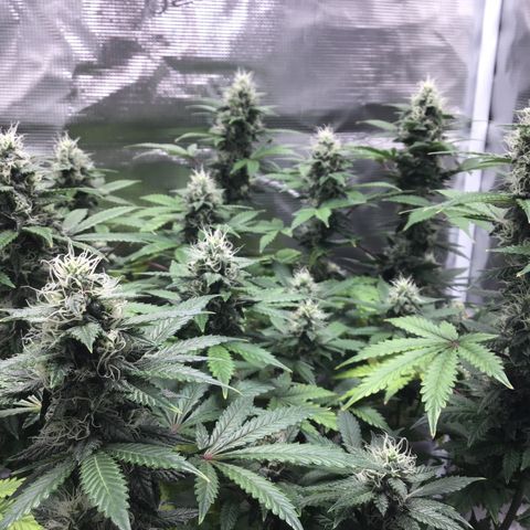 Purple Chill Auto 2023 growlog timeline photo