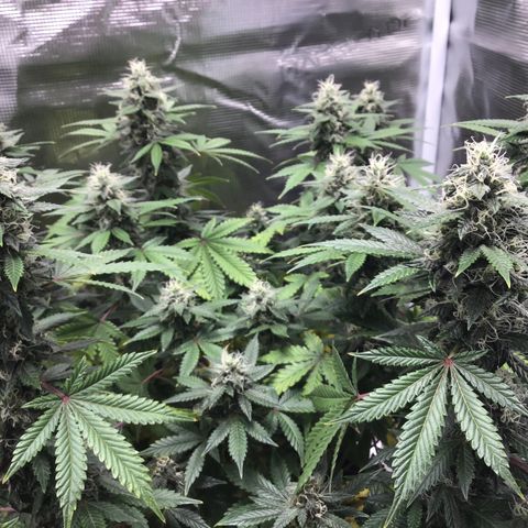 Purple Chill Auto 2023 growlog timeline photo