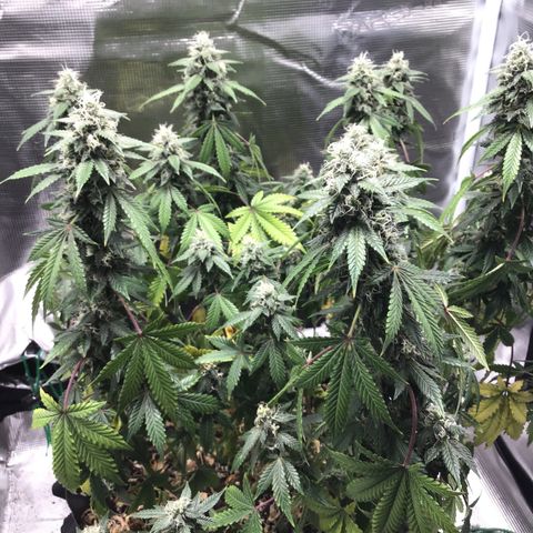 Purple Chill Auto 2023 growlog timeline photo